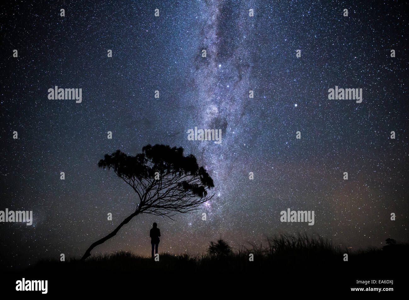 Homme debout sous un arbre la nuit, Yamba, Australie Banque D'Images