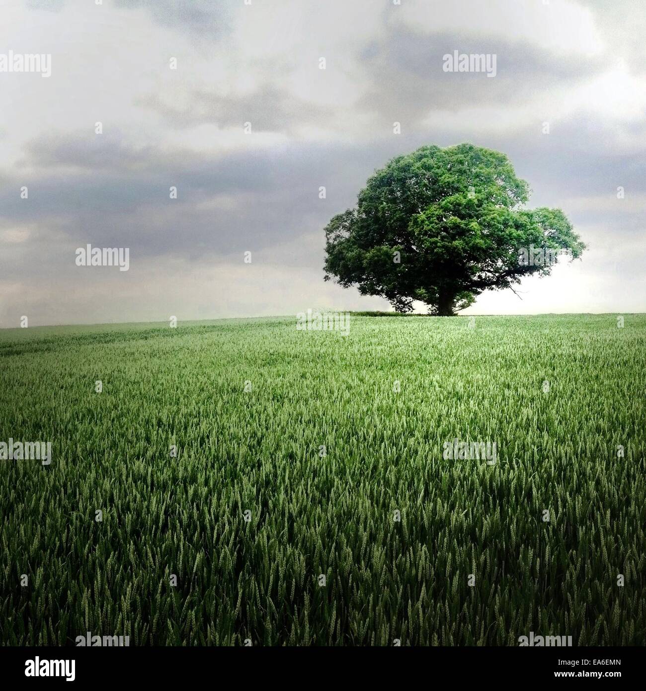 UK, Colston Bassett, arbre Banque D'Images