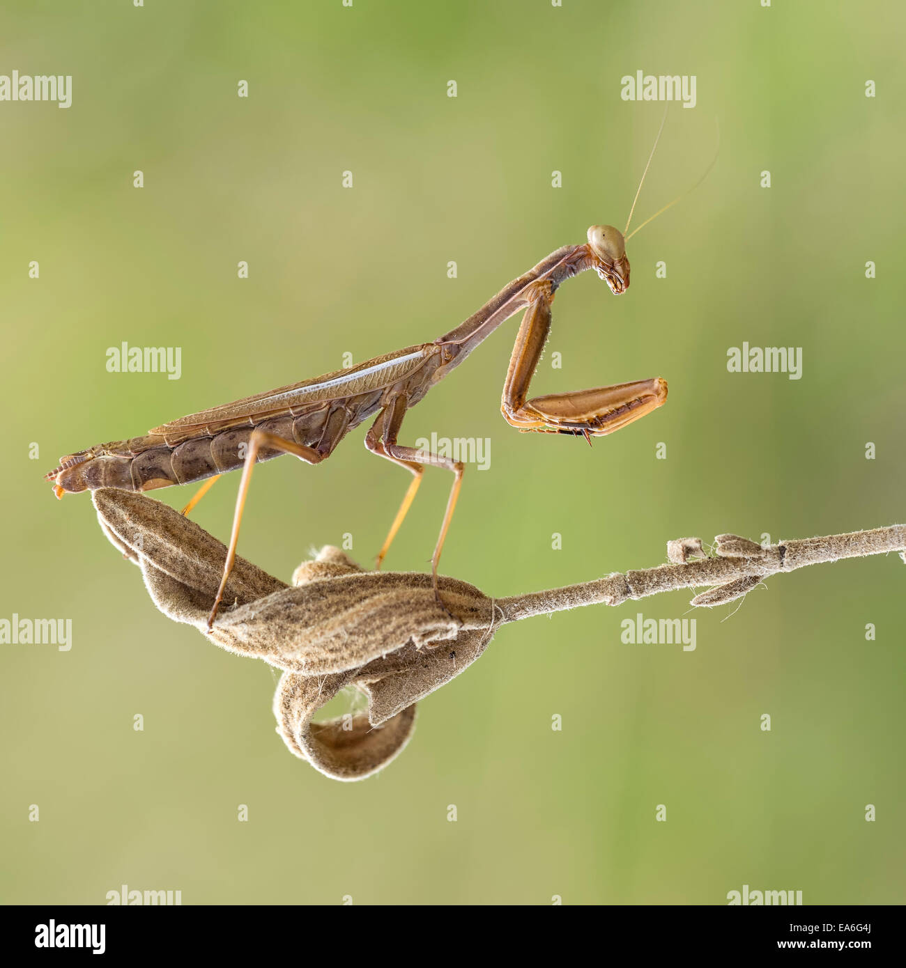 Plan Macro sur praying mantis Banque D'Images