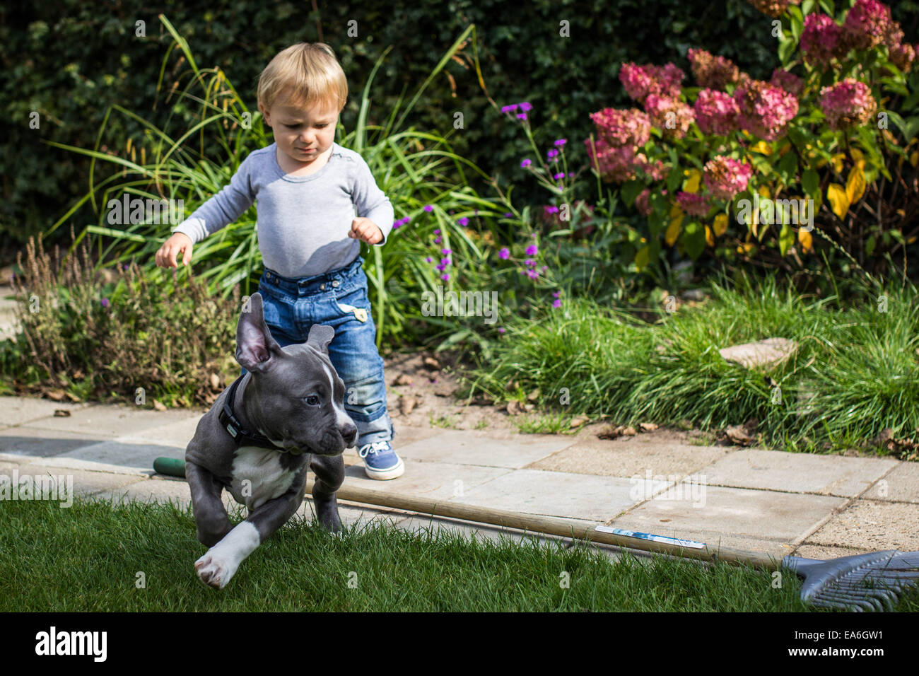 Garçon jouant avec un chiot Bulldog américain Banque D'Images