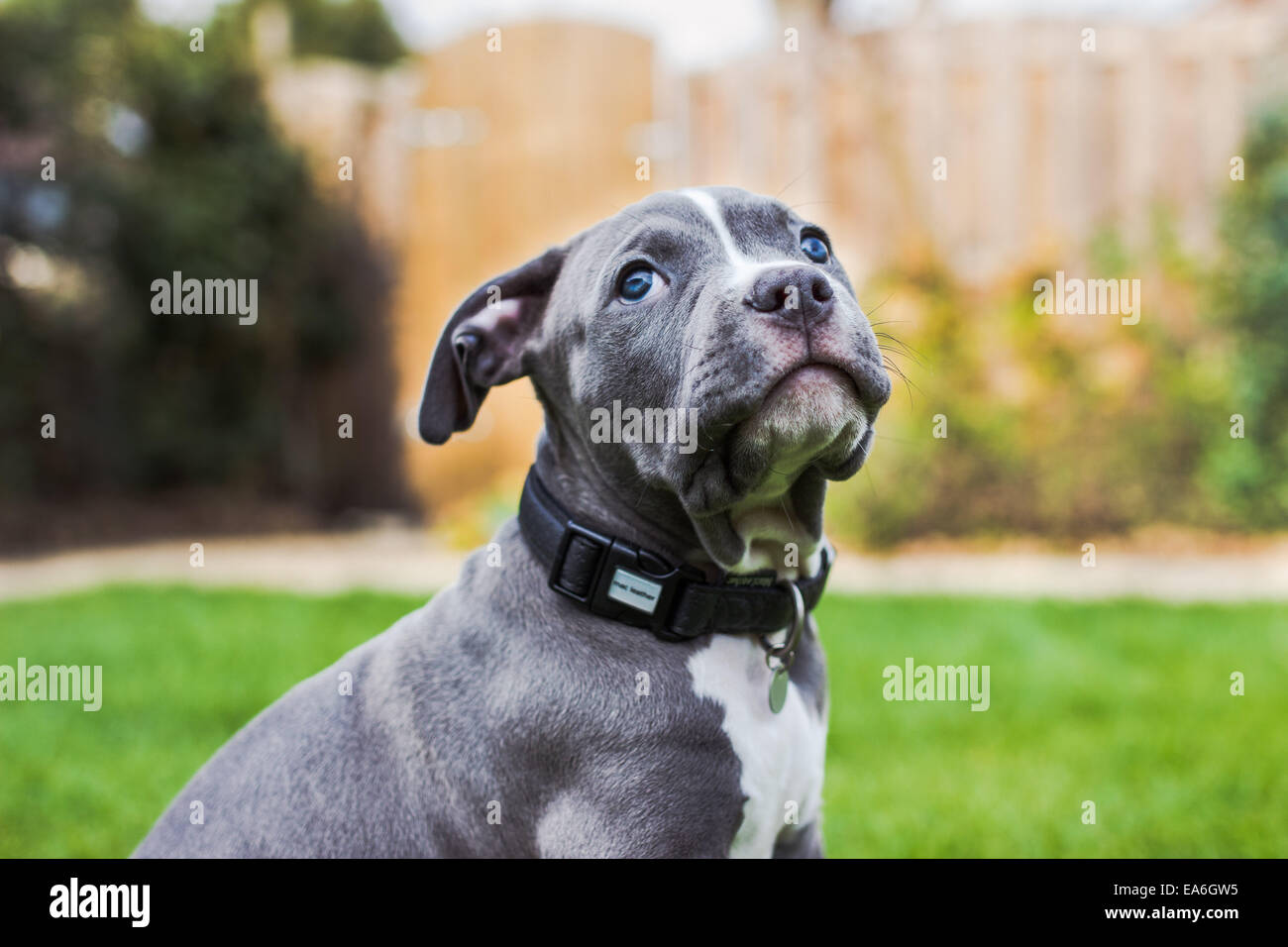 Portrait d'un chien Bulldog américain Banque D'Images