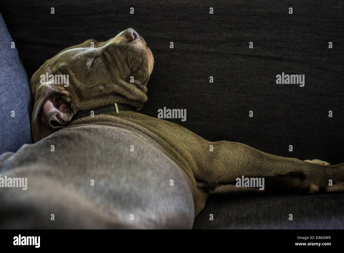 Chien de taureau américain endormi sur un canapé Banque D'Images