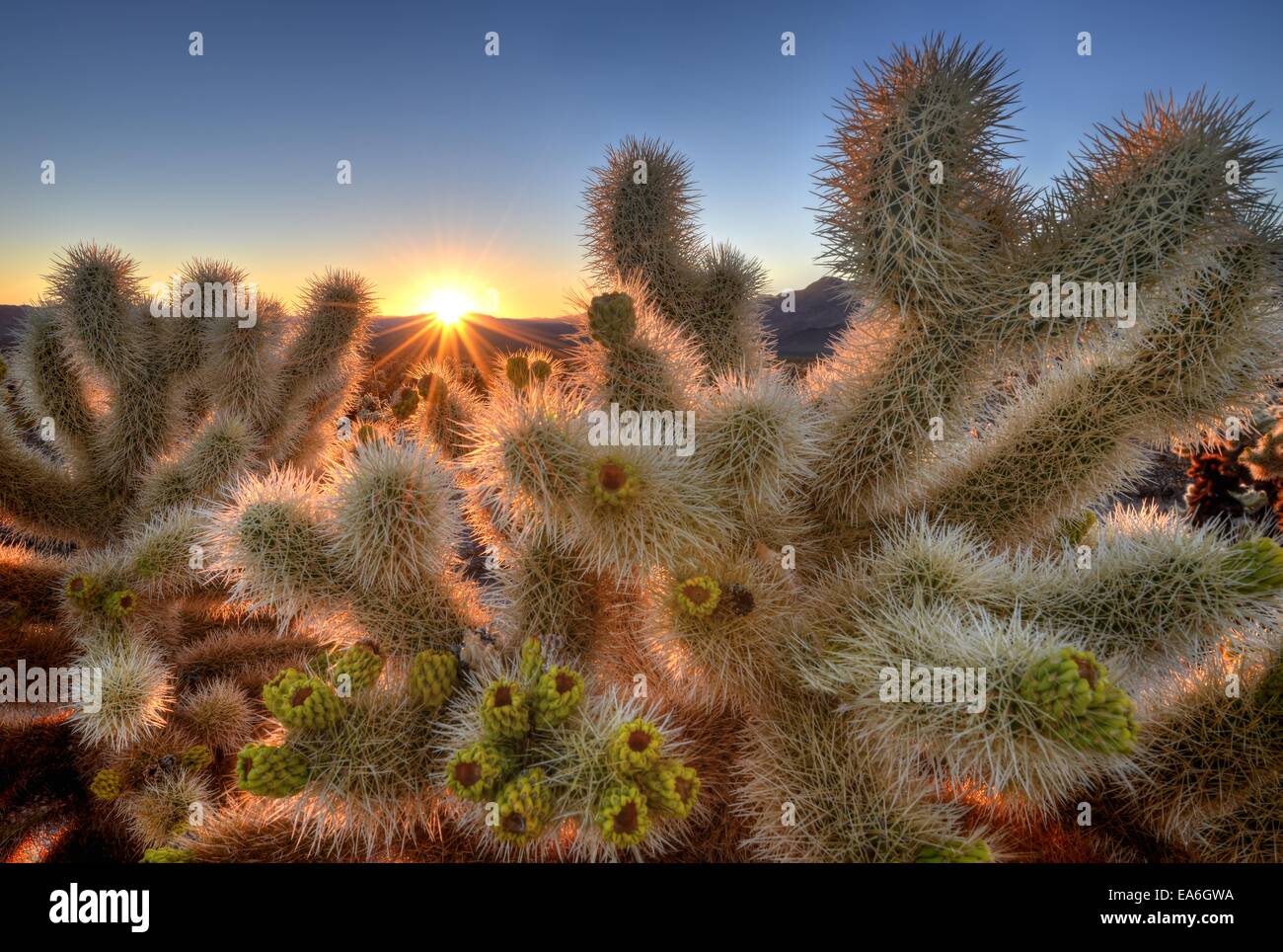 Teddy Bear Cholla plants dans Cholla Cactus Garden au lever du soleil, Joshua Tree National Park, Californie, États-Unis Banque D'Images