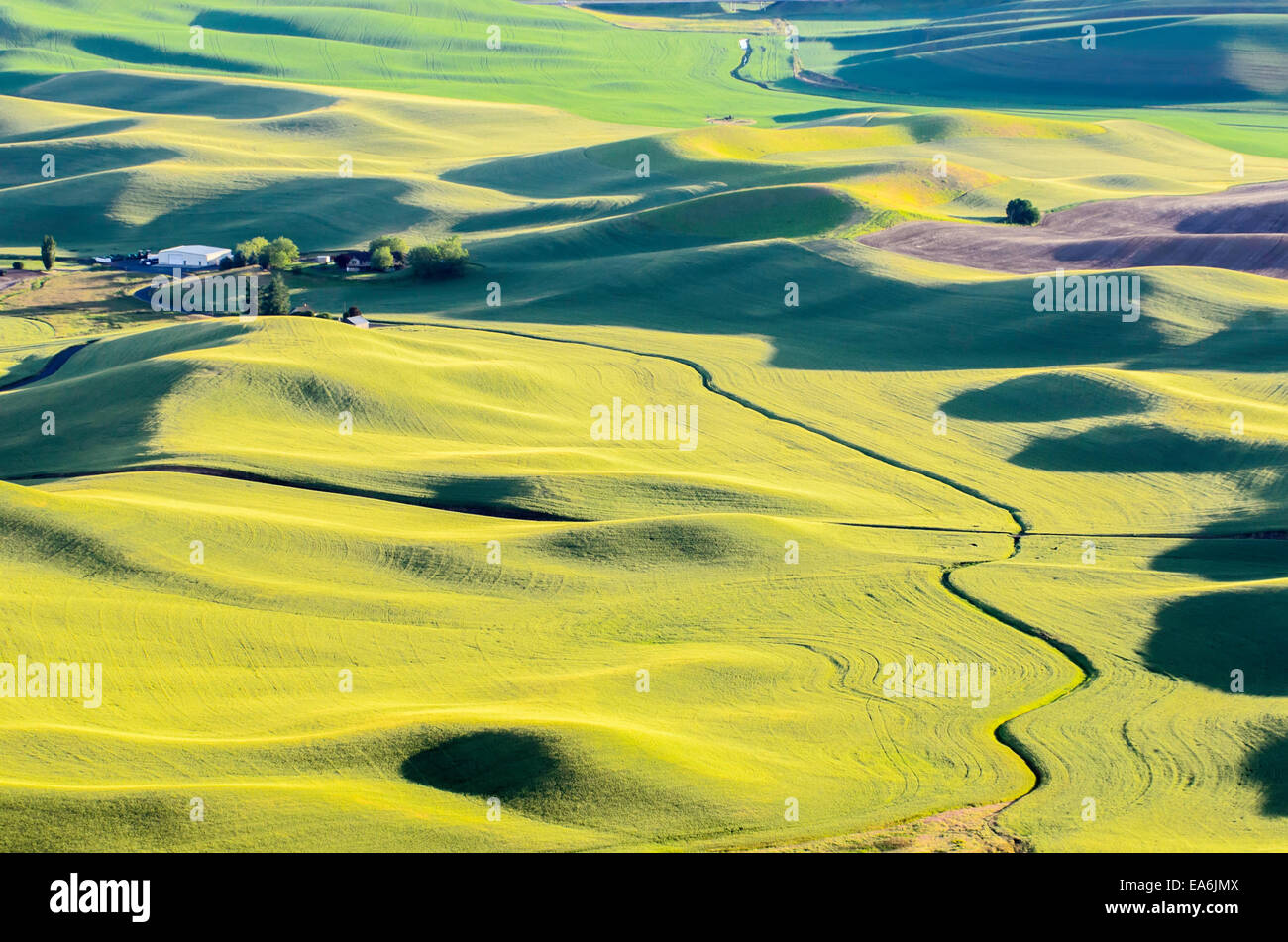 Paysage rural au coucher du soleil, Palouse, Washington, États-Unis Banque D'Images