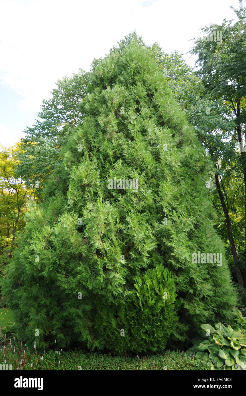 Thuja oriental Banque D'Images