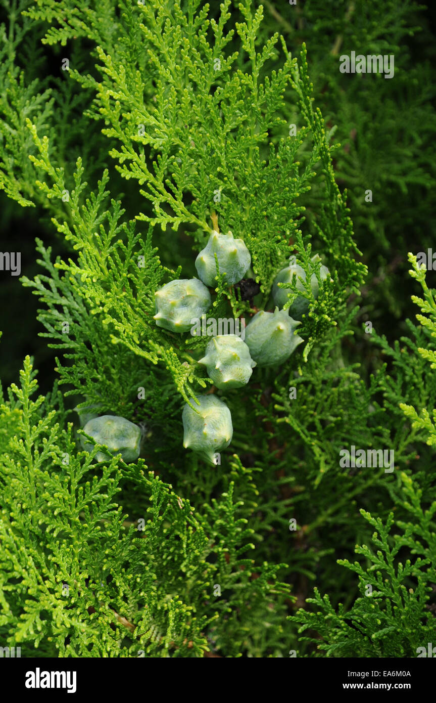 Thuja oriental Banque D'Images