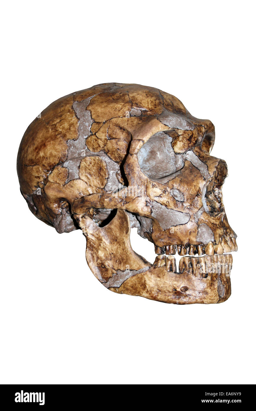 Vue latérale du crâne Homo neanderthalensis Banque D'Images