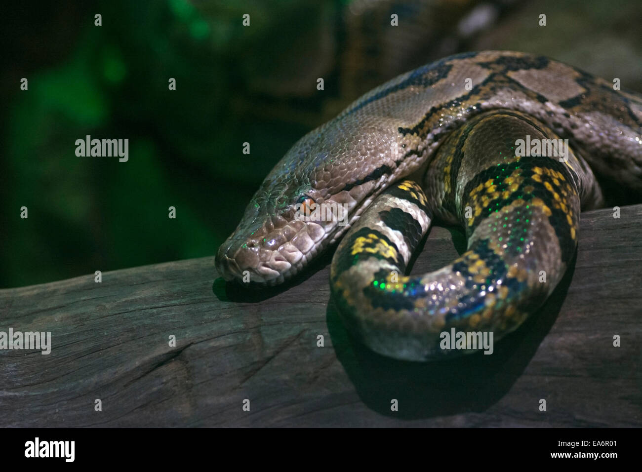Serpent Python royal. Banque D'Images