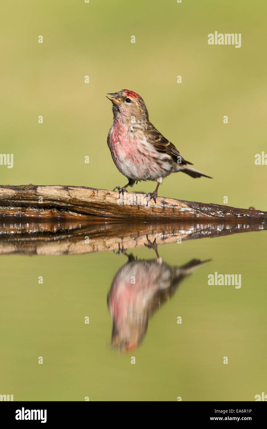 Sizerin flammé Carduelis flammea moindre (cabaret) mâle adulte de boire à étang Banque D'Images