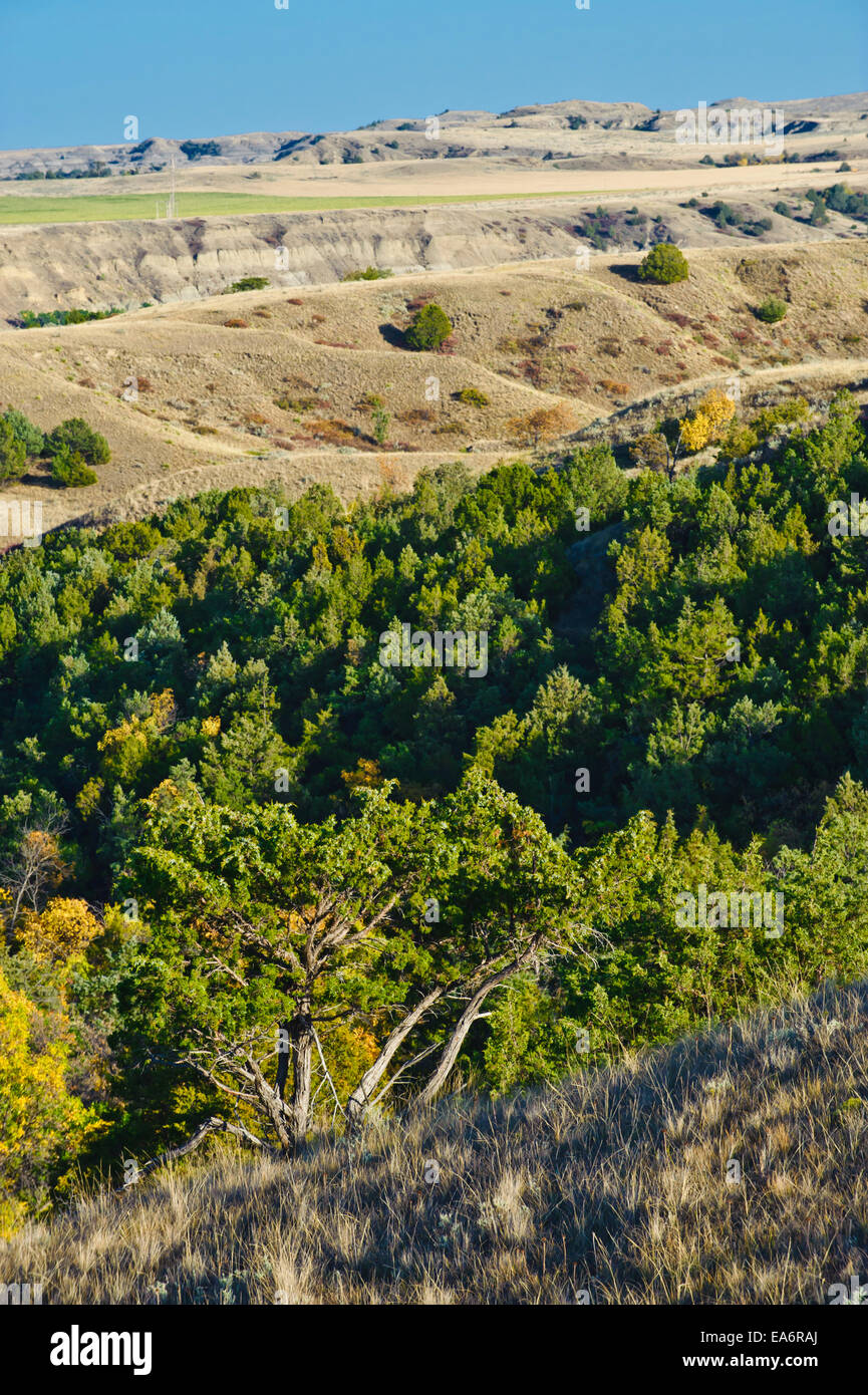 Canyon de genévriers dans le petit parc national du Missouri ; Dakota du Nord, États-Unis d'Amérique Banque D'Images