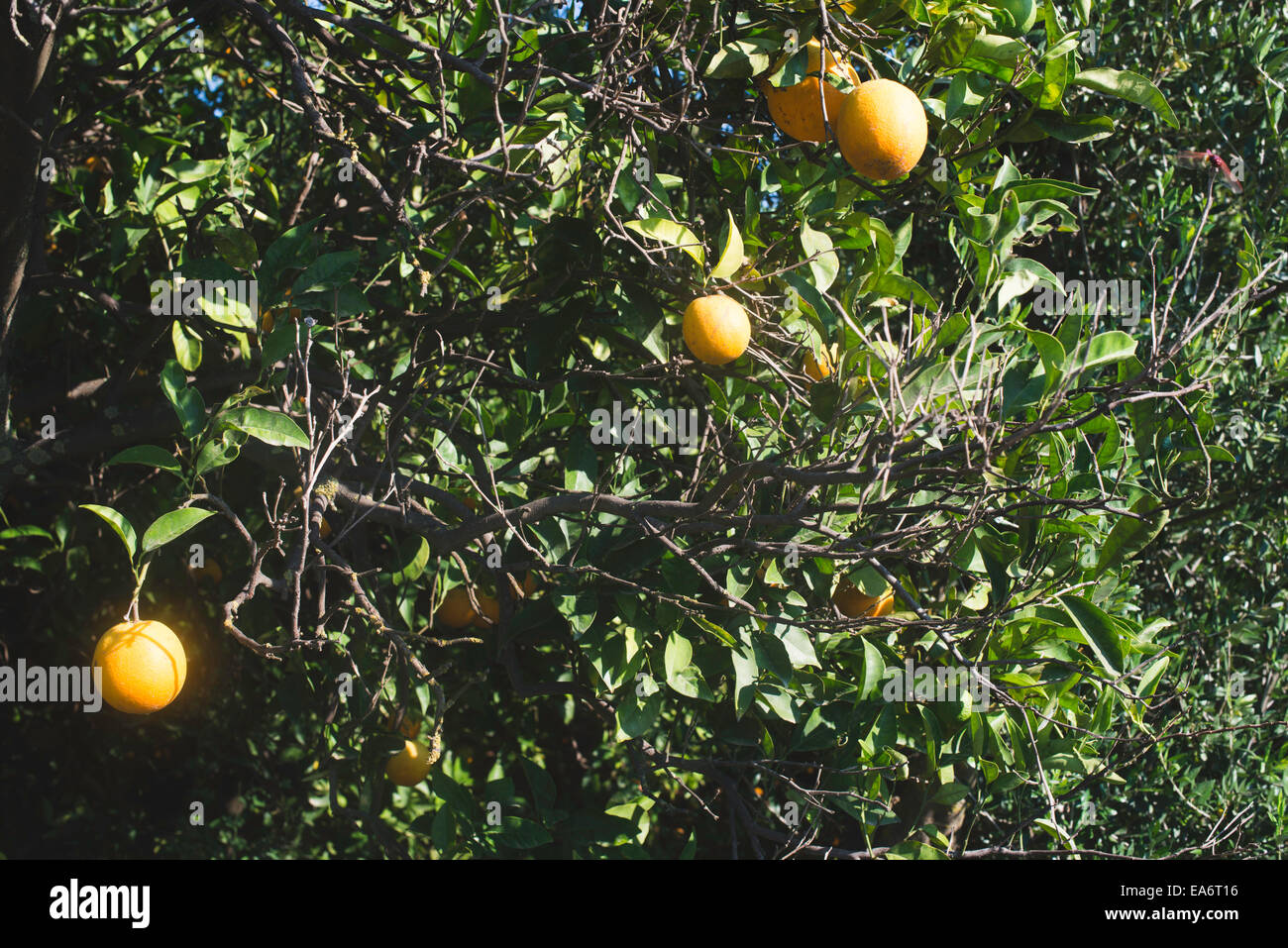 Les oranges sur une branche. Orangers dans plantation Banque D'Images