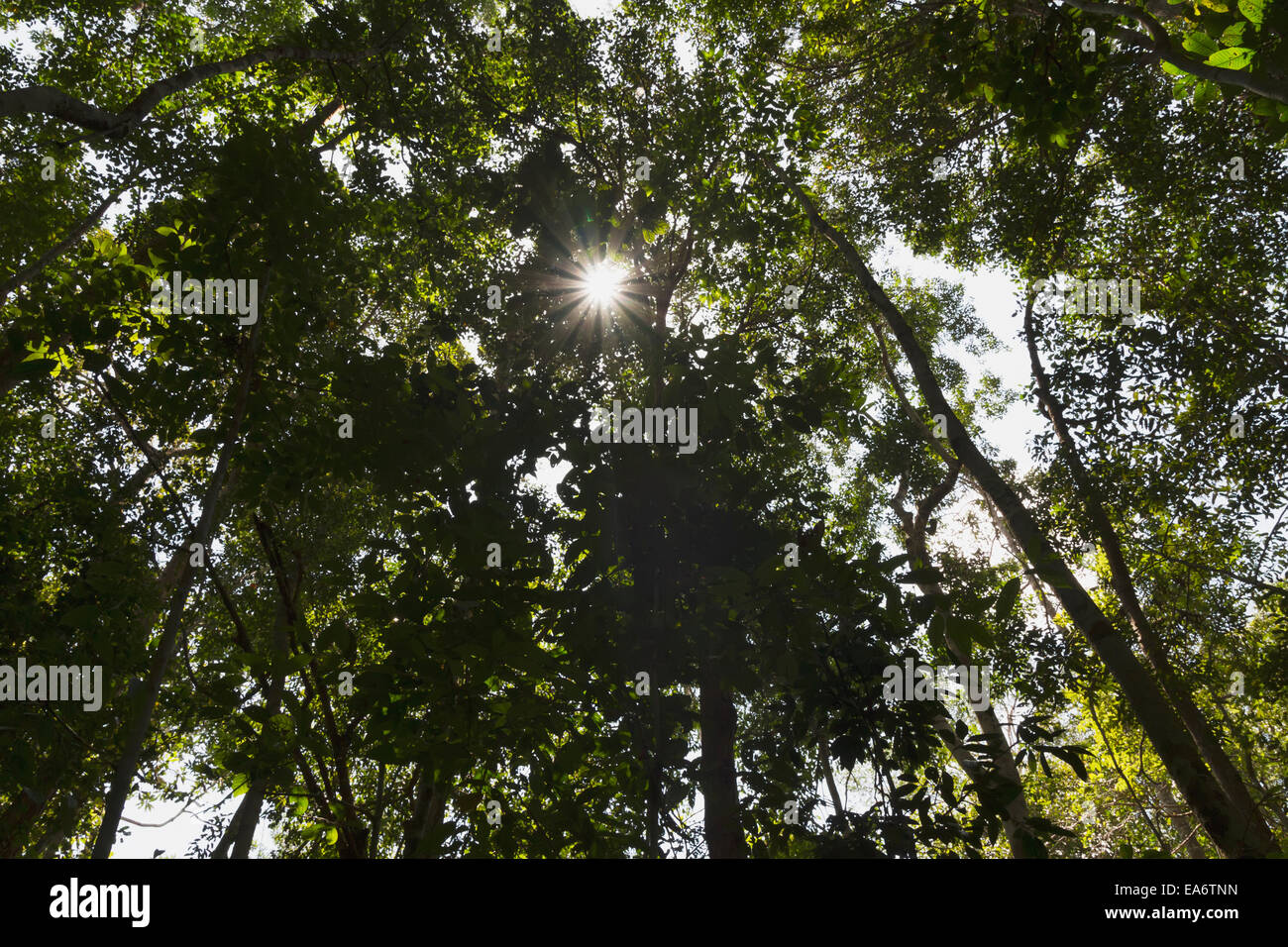 Chemin dans la jungle par Rimba Lodge, parc national de Tanjung Puting, centre de Kalimantan, Bornéo, Indonésie Banque D'Images Chemin dans la jungle par Rimba Lodge, parc national de Tanjung Puting, centre de Kalimantan, Bornéo, Indonésie Banque D'Images