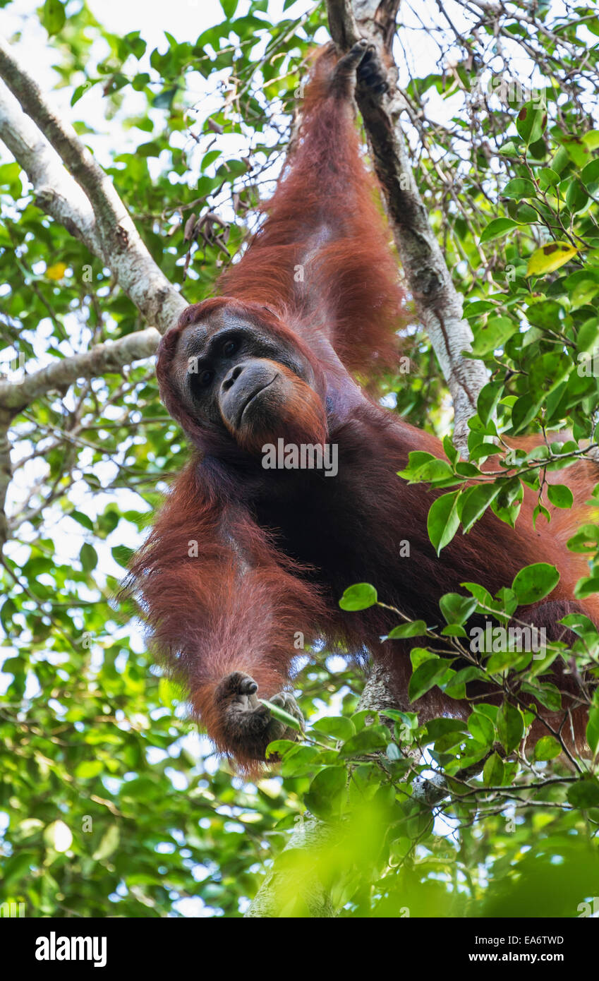 Orang-outan mâle (Pongo pygmaeus) à Tangung Harapan, parc national de Tanjung Puting, centre de Kalimantan, Bornéo, Indonésie Banque D'Images Orang-outan mâle (Pongo pygmaeus) à Tangung Harapan, parc national de Tanjung Puting, centre de Kalimantan, Bornéo, Indonésie Banque D'Images