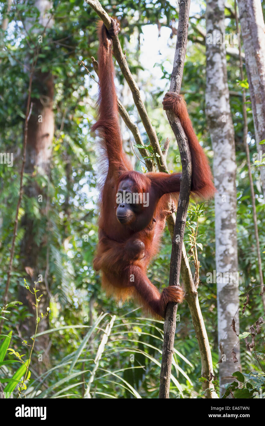 Orang-outan (Pongo pygmaeus) à Tangung Harapan, parc national de Tanjung Puting, centre de Kalimantan, Bornéo, Indonésie Banque D'Images Orang-outan (Pongo pygmaeus) à Tangung Harapan, parc national de Tanjung Puting, centre de Kalimantan, Bornéo, Indonésie Banque D'Images