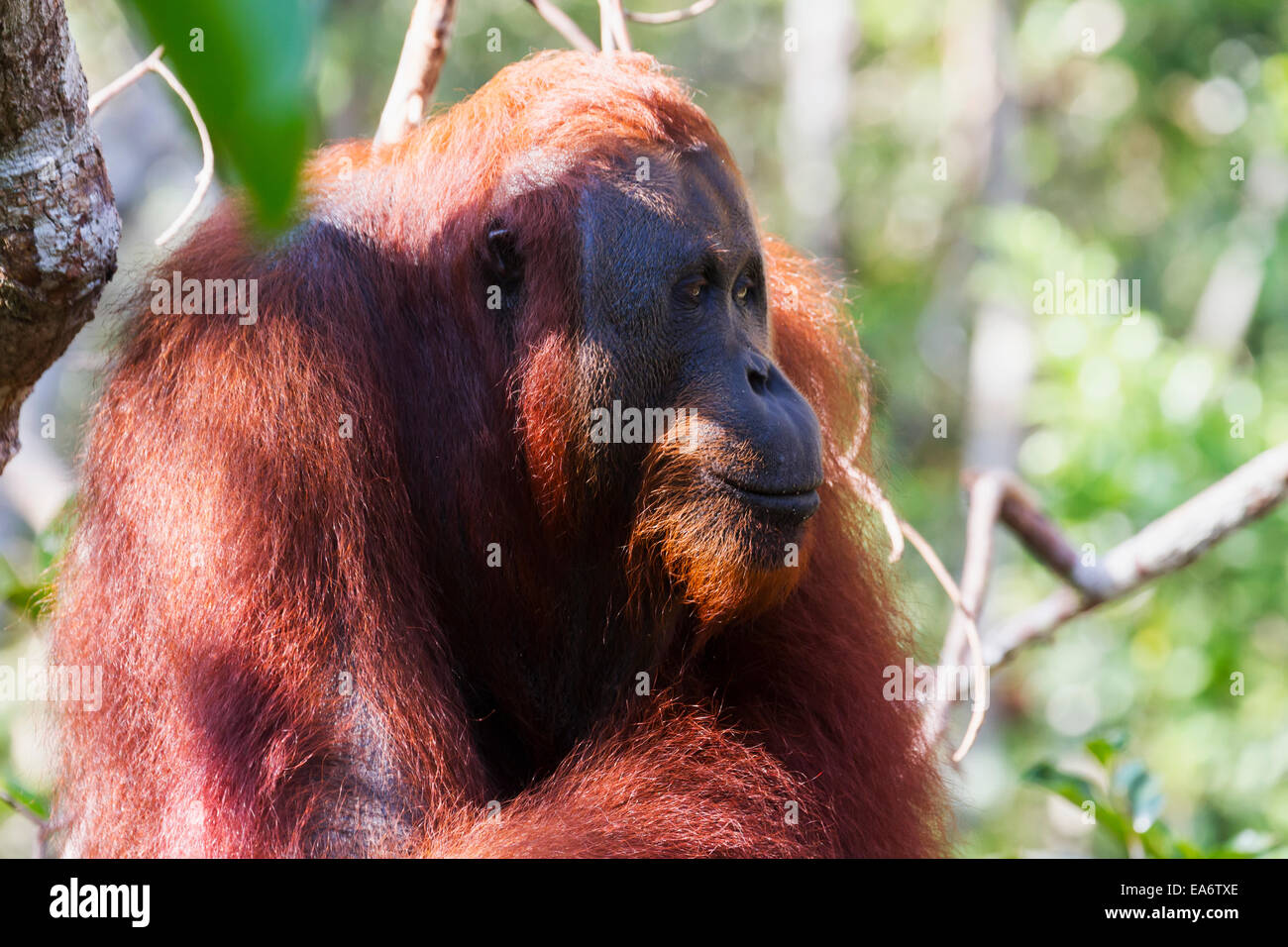 Orang-outan mâle (Pongo pygmaeus) à Pondok Tanggui, parc national de Tanjung Puting, centre de Kalimantan, Bornéo, Indonésie Banque D'Images Orang-outan mâle (Pongo pygmaeus) à Pondok Tanggui, parc national de Tanjung Puting, centre de Kalimantan, Bornéo, Indonésie Banque D'Images