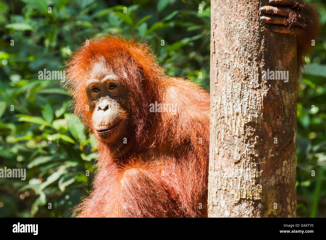 L'Asie, l'Indonésie,Faune,peter,Indonesian Banque D'Images