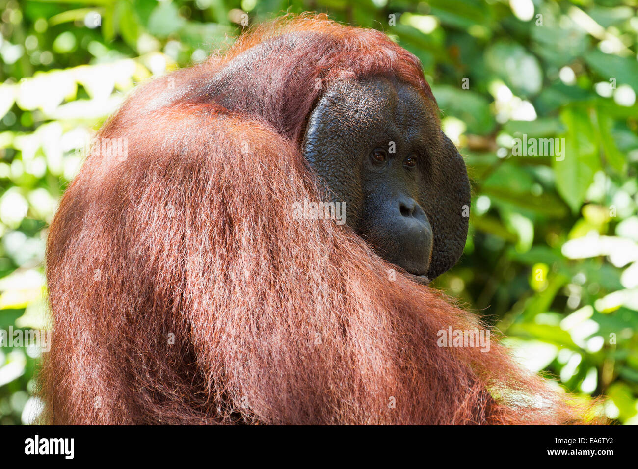 Orang-outan mâle (Pongo pygmaeus) à Pondok Tanggui, parc national de Tanjung Puting, centre de Kalimantan, Bornéo, Indonésie Banque D'Images Orang-outan mâle (Pongo pygmaeus) à Pondok Tanggui, parc national de Tanjung Puting, centre de Kalimantan, Bornéo, Indonésie Banque D'Images