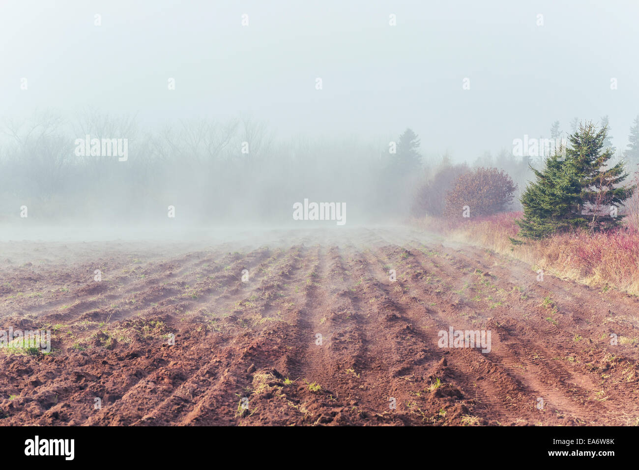 Rouler dans le brouillard sur un champ labouré dans les régions rurales de l'Île du Prince-Édouard, Canada. Banque D'Images
