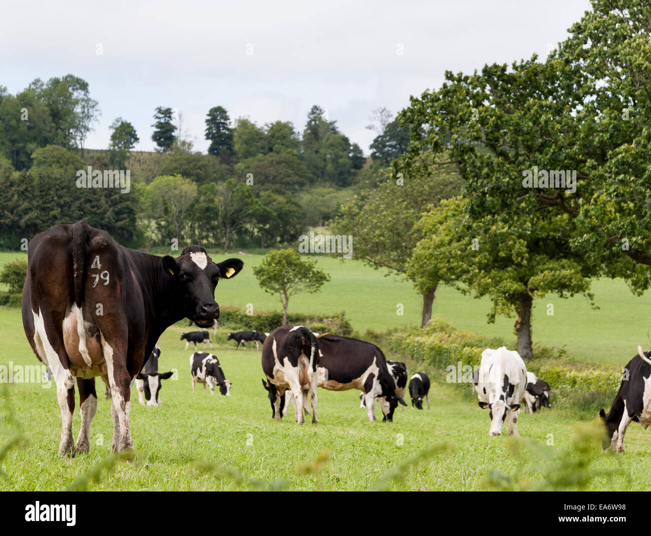 Fresian cattle dans un champ dans le Devon, Blackdown Hills l'accent sur le côté gauche de la vache. Banque D'Images