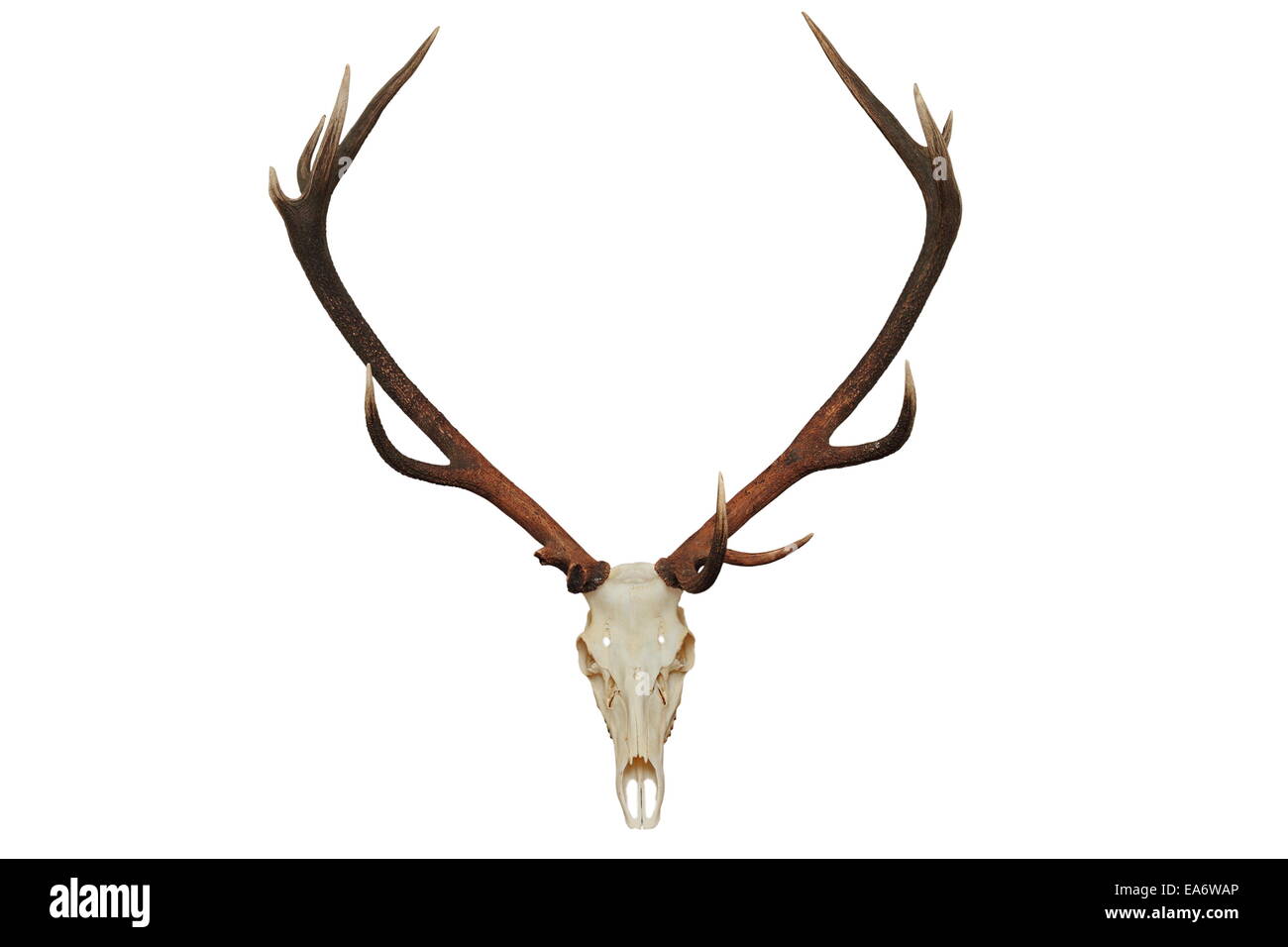 Belle red deer hunting trophy ( Cervus elaphus ), isolé sur fond blanc Banque D'Images