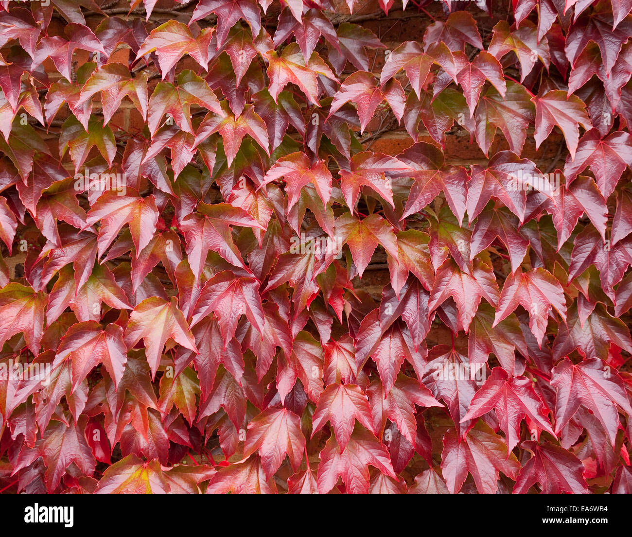 Sur un mur de lierre rouge Photo Stock - Alamy