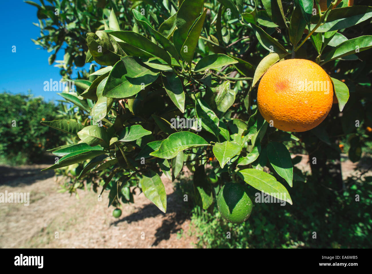 Les oranges sur une branche. Orangers dans plantation Banque D'Images