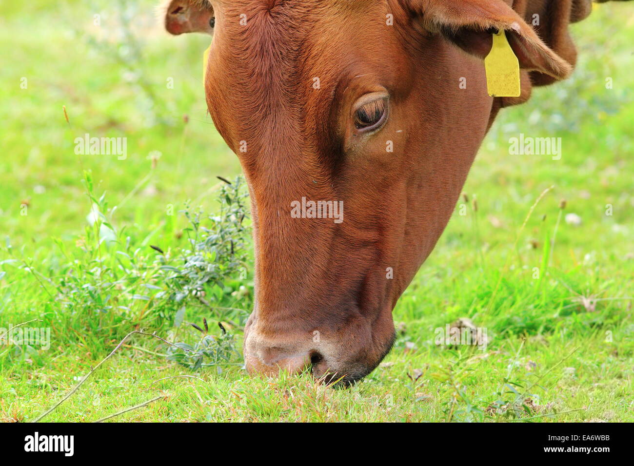 Brown pâturage zébu l'herbe fraîche sur pré vert Banque D'Images