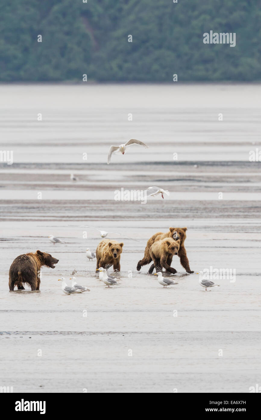 Tournant,Sow, Pêche, Cub,Ours brun Banque D'Images
