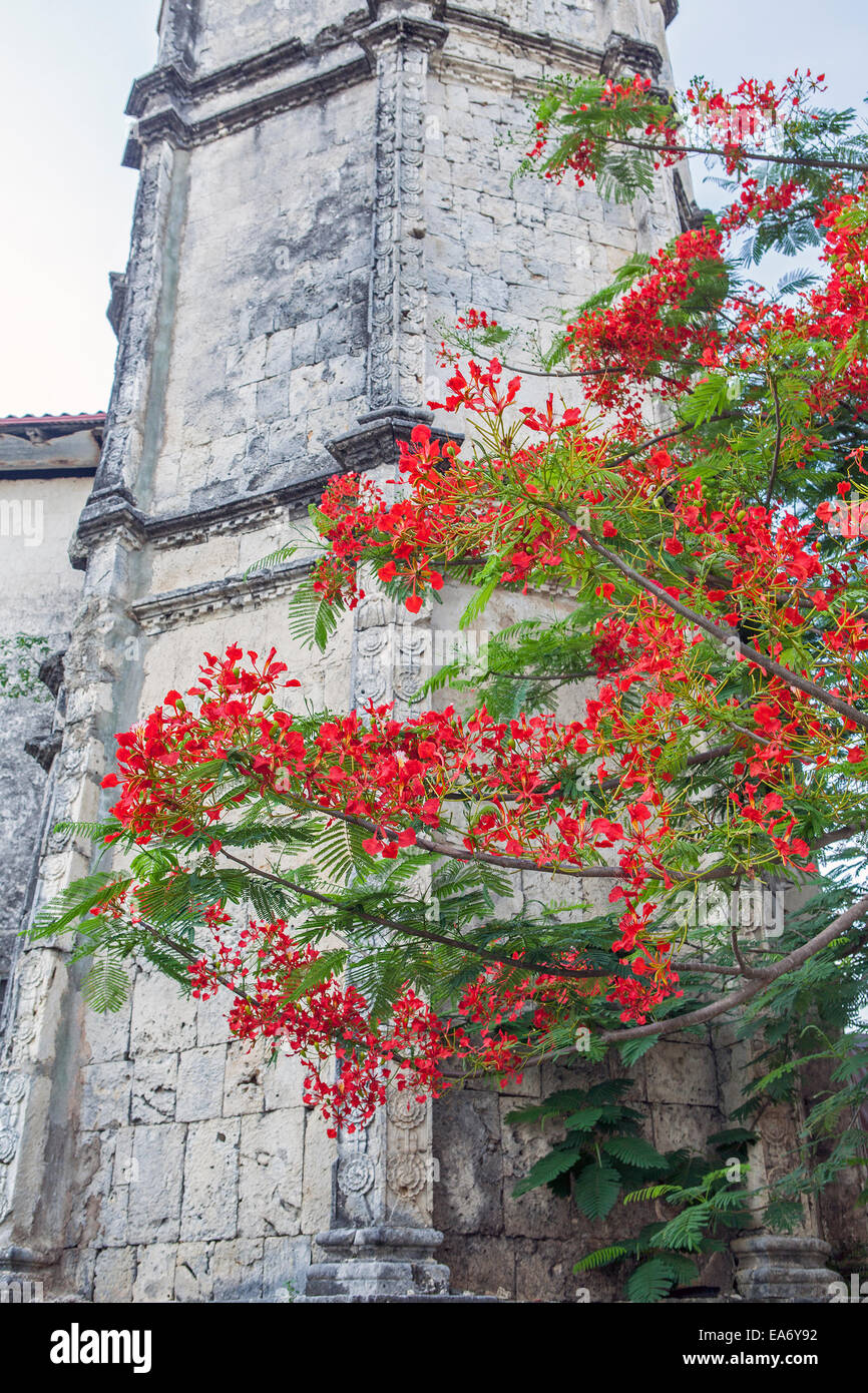 Un Flame Tree, Delonix regia, alias Royal Poinciana ou flamboyant, est membre de la famille des haricots (Leguminosae). Clocher de l'église. Banque D'Images