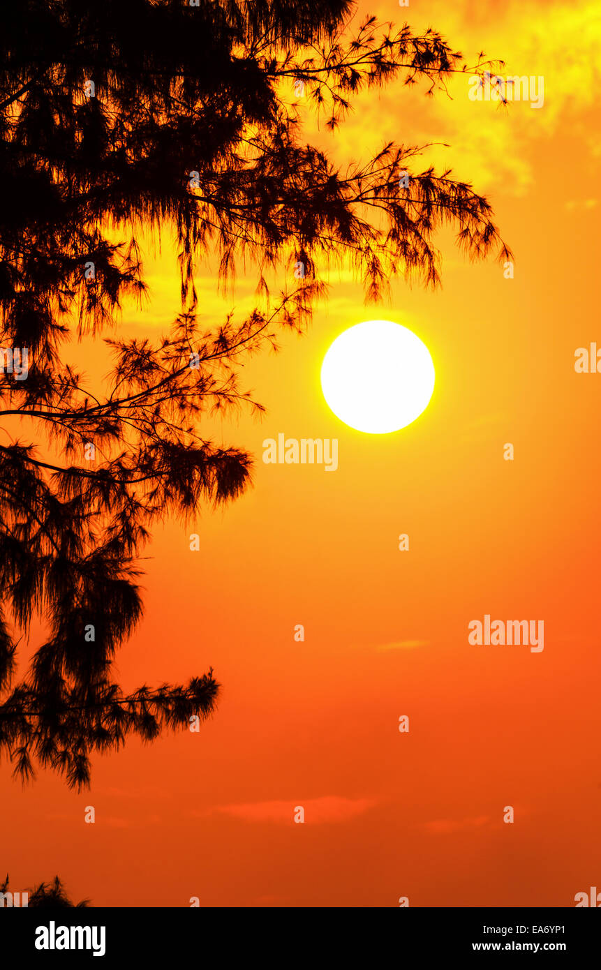 Silhouette de l'arbre et le soleil dans une lumière jaune orange au coucher du soleil. Banque D'Images