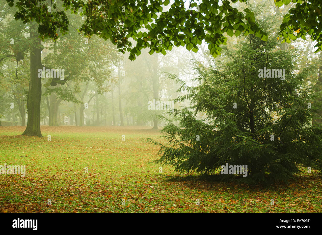 Foggy autumn park Banque D'Images