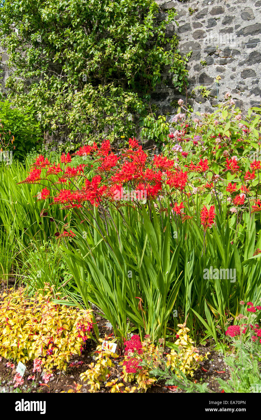 Fleurs dans jardin clos, Château de Dunvegan, Isle of Skye, Scotland, United Kingdom Banque D'Images