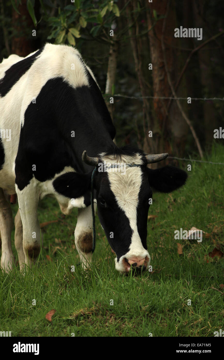Une vache Holstein agriculteurs dans un pâturage à Cotacachi (Équateur) Banque D'Images
