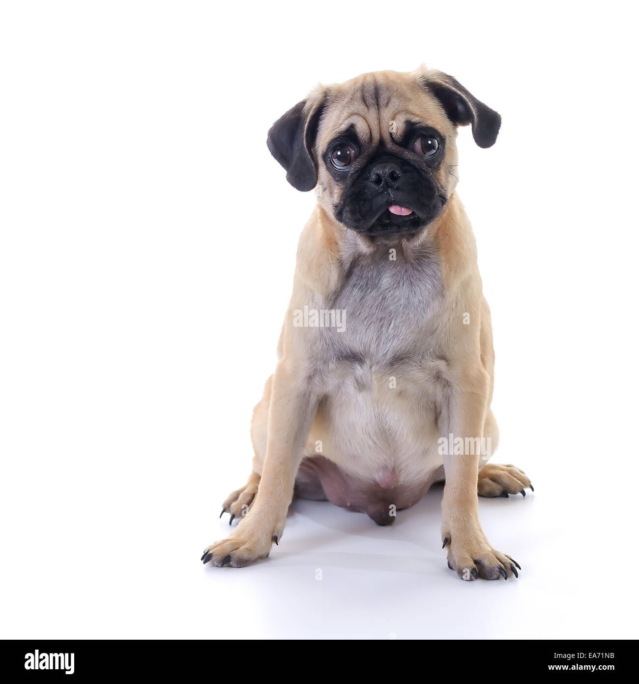 Le PUG dog sitting in front of white background, vue avant, high key, carré de droit Banque D'Images