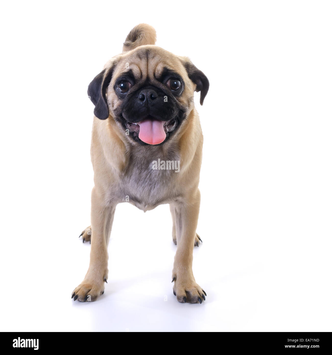 Le PUG dog standing in front of white background, vue avant, high key, carré de droit Banque D'Images