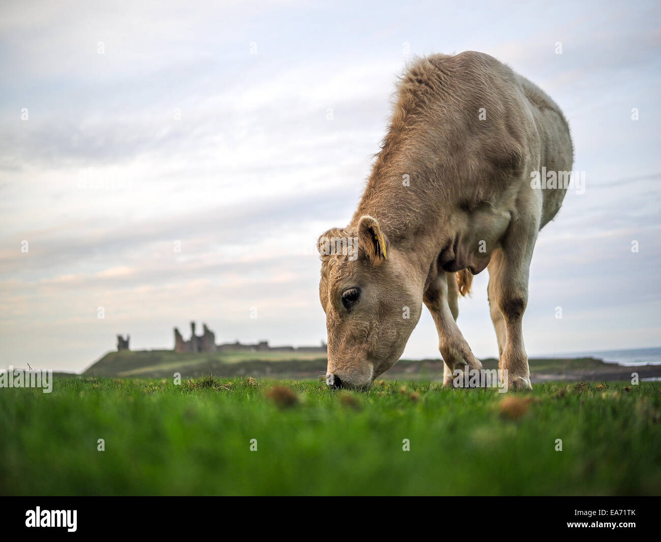 Vache brune en Ecosse Banque D'Images