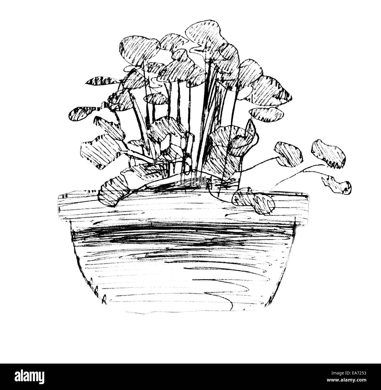 Pot de Fleurs, noir et blanc à l'encre. Banque D'Images