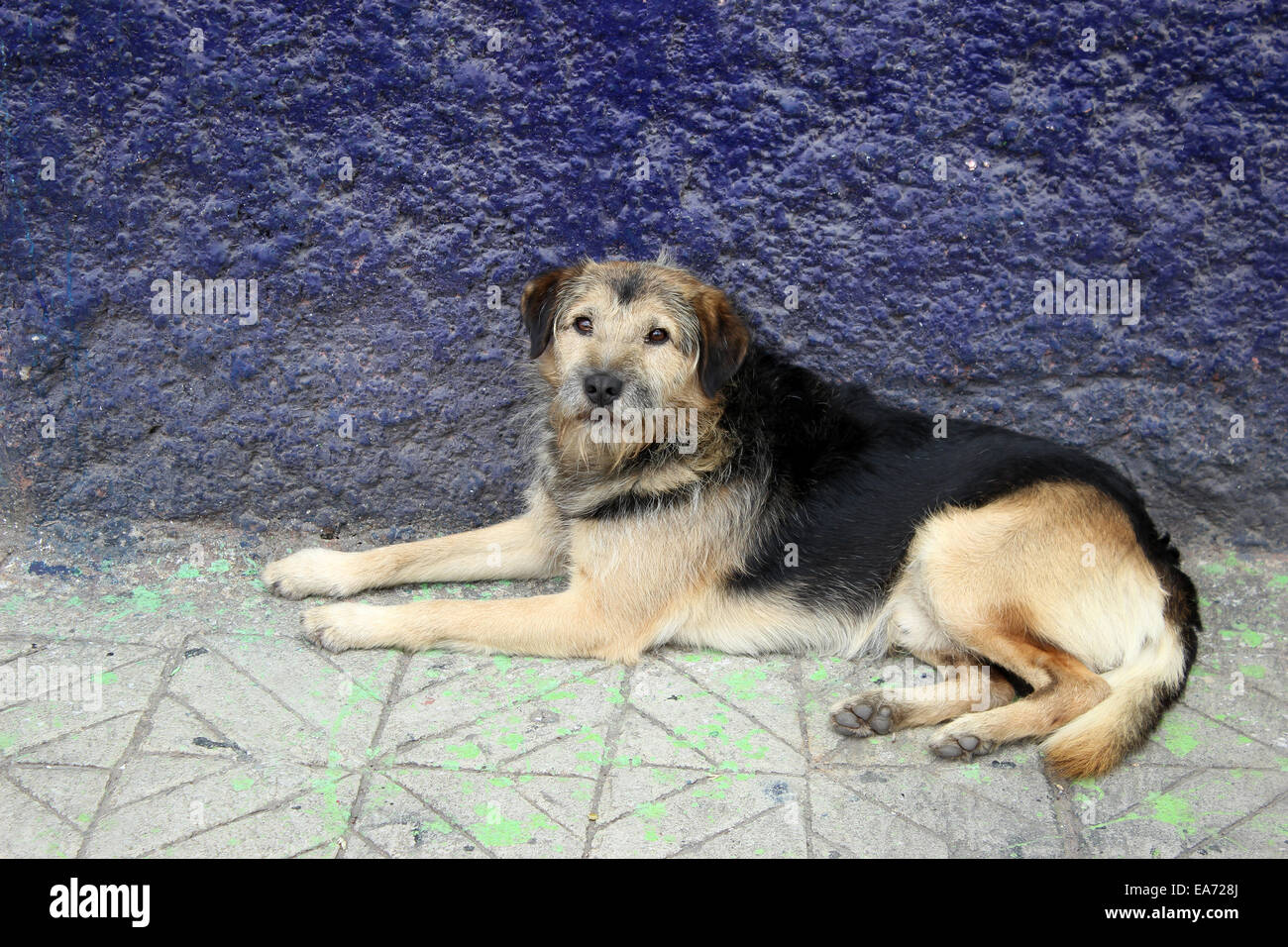 Un chien brun et noir sur une rue à Cotacachi (Équateur) Banque D'Images