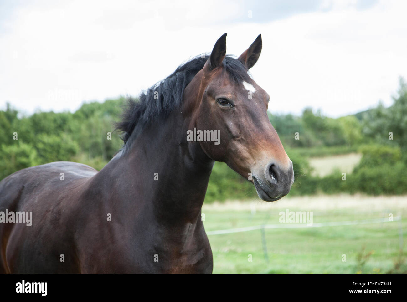 Cheval brun à l'extérieur dans le champ Banque D'Images