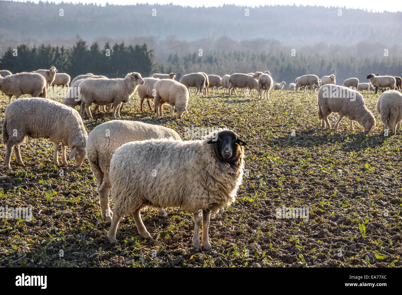 Troupeau de moutons dans le Taunus près de Engenhahn, Hesse, Allemagne Banque D'Images