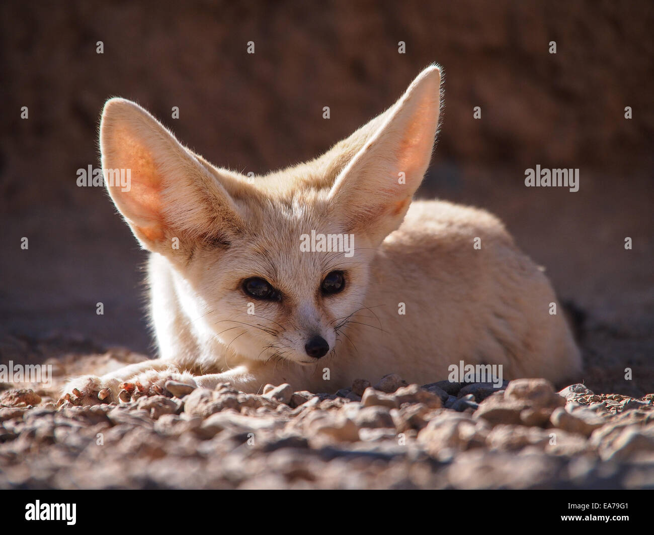 Desert Fox (fennec) fox (Vulpes zerda) Vue avant Banque D'Images