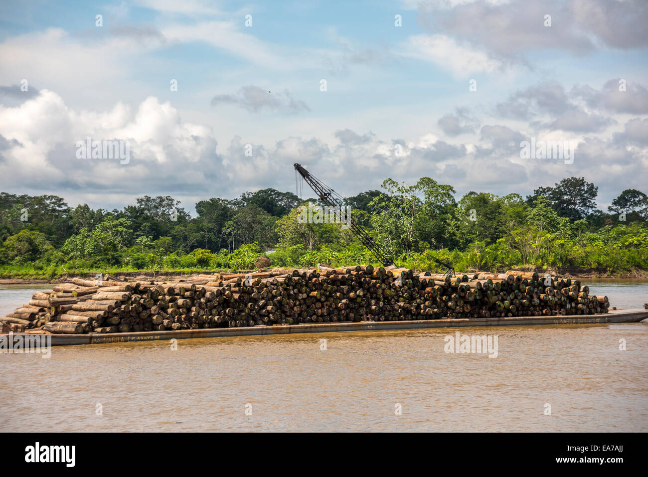 De bois illégalement coupé sur le Rio Napo, Mazan, Amazon, le Pérou, l'exportation à l'international Banque D'Images