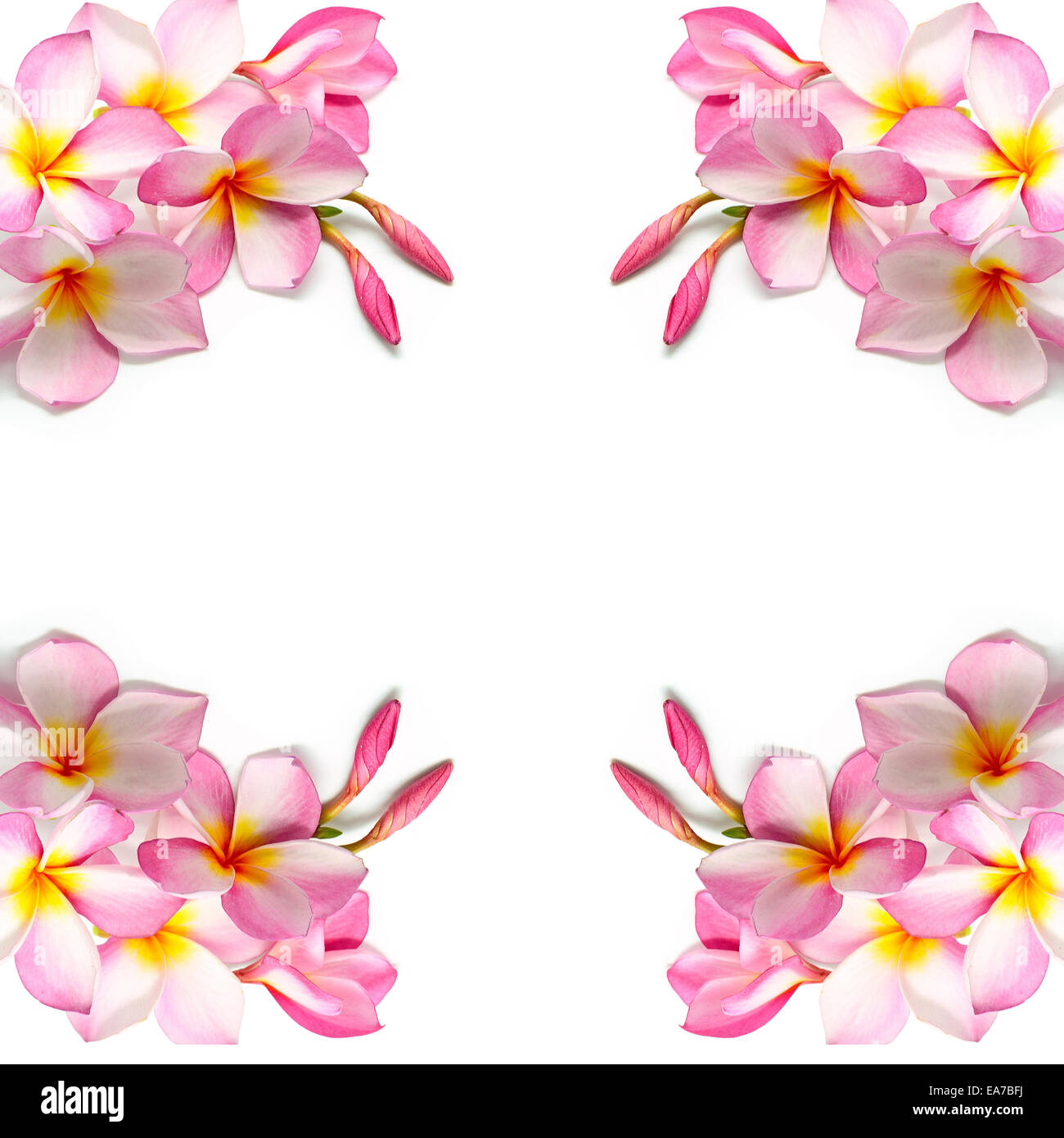 Belle pink Plumeria flower, isolé sur fond blanc Banque D'Images