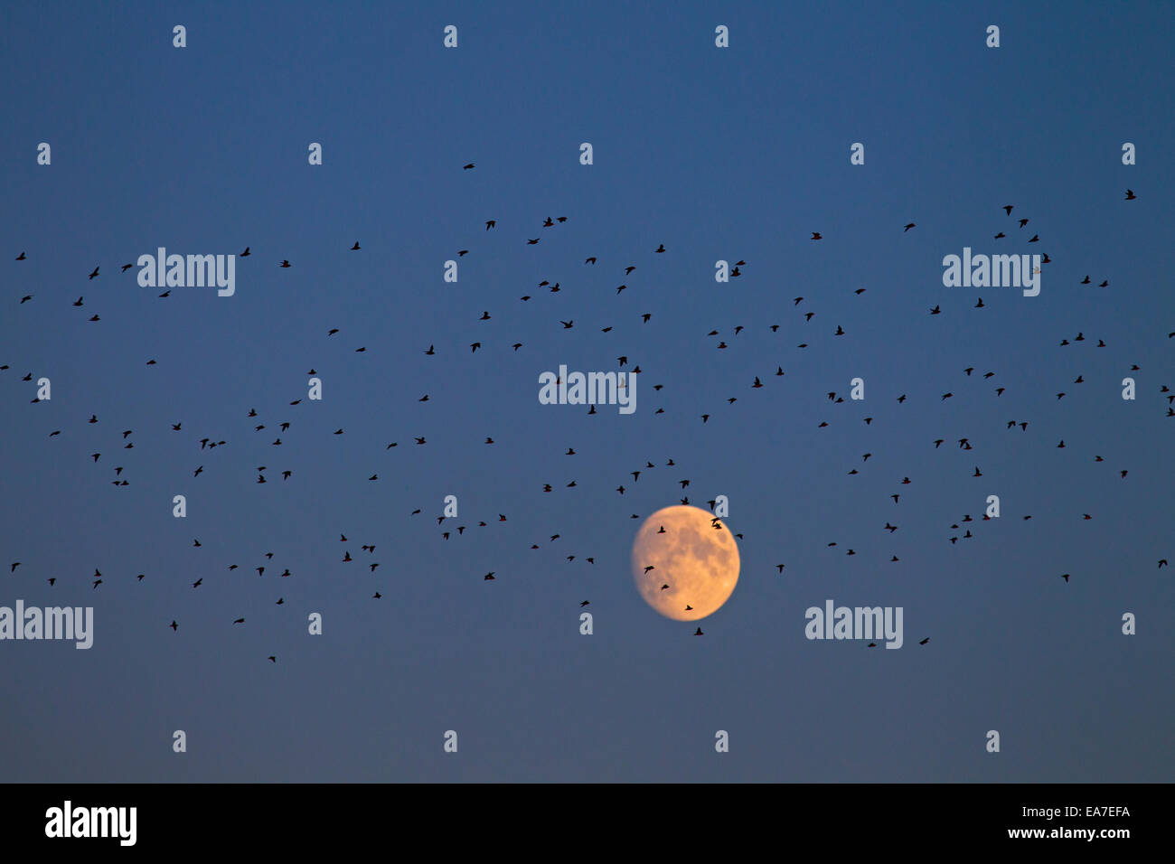 Pluvier doré Pluvialis apricaria troupeau en vol contre un gratte-ciel de la lune d'automne Banque D'Images