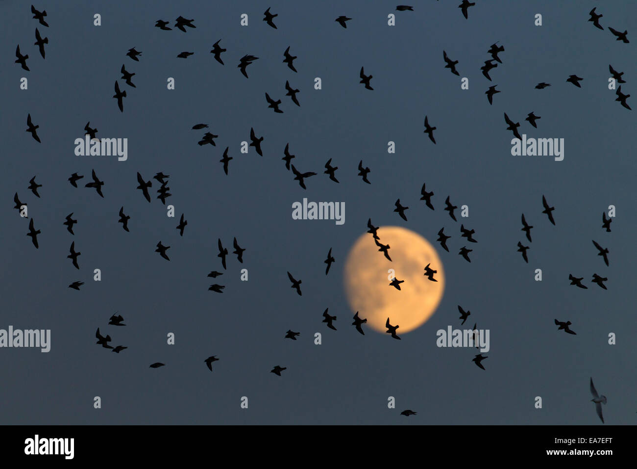 Pluvier doré Pluvialis apricaria troupeau en vol contre un gratte-ciel de la lune d'automne Banque D'Images