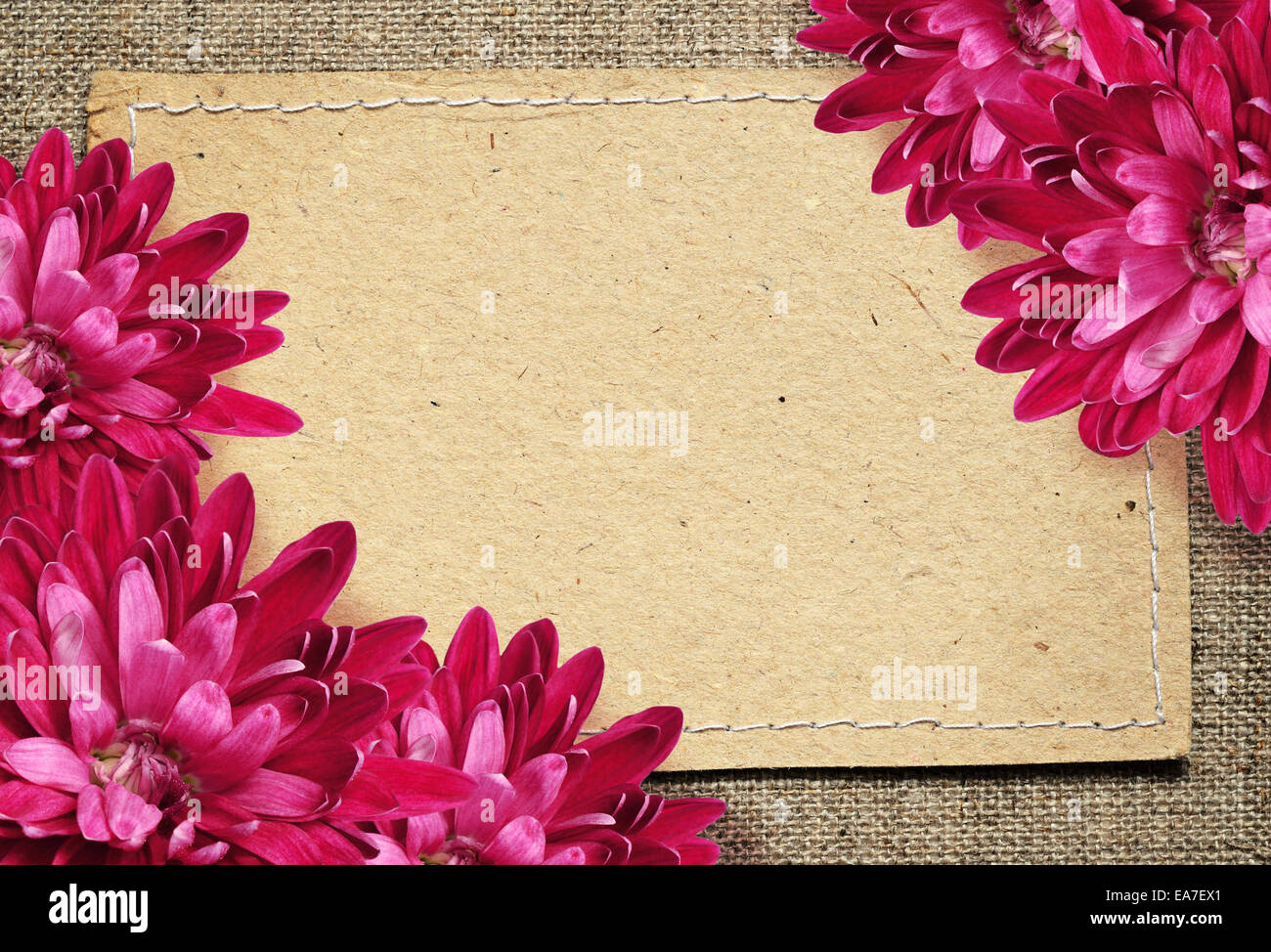 Carte papier et aster fleurs sur fond toile beige Banque D'Images