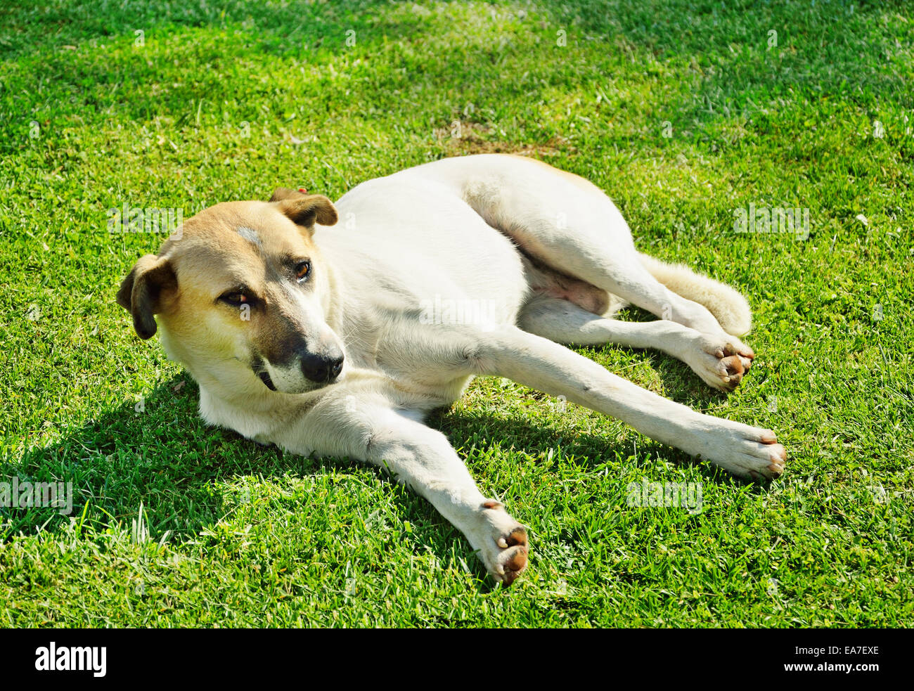 Grand chien couché sur l'herbe verte Banque D'Images