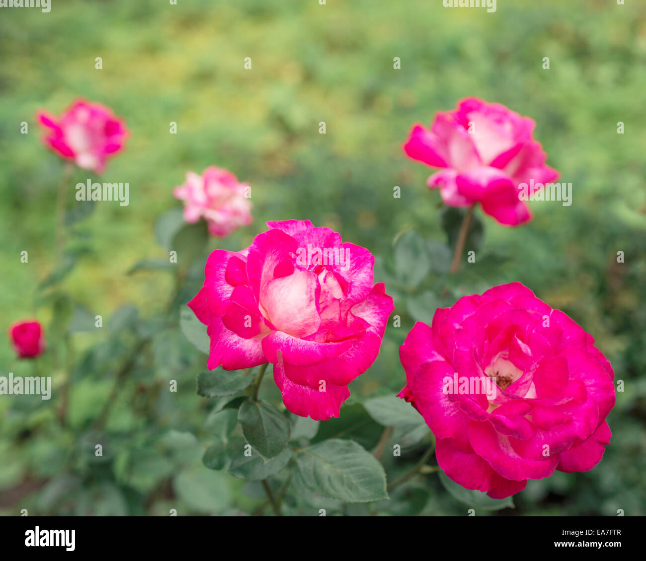 Card with colourful roses Banque de photographies et d’images à haute ...