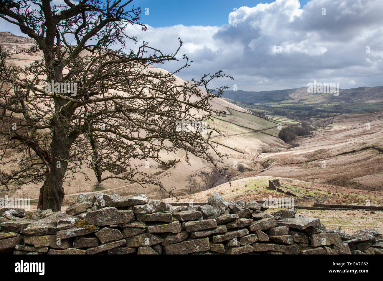 Viewover d'un mur de pierre et l'Aubépine arbre pour la Edale vallée près de coiffure stand dans le Peak District, en Angleterre. Banque D'Images