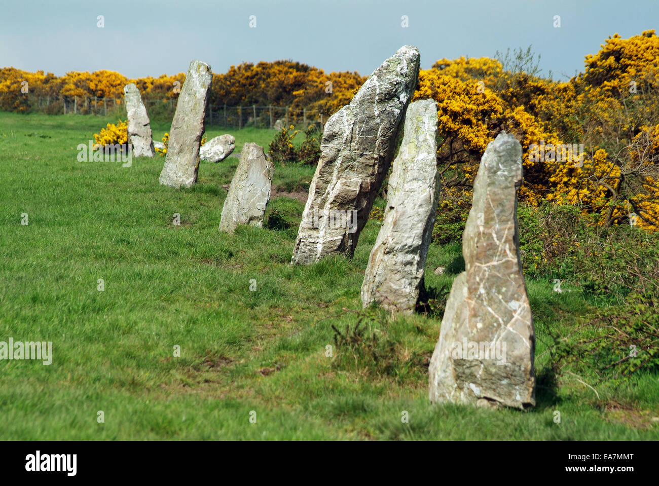 Neuf Filles de rangée de pierres dans un champ à côté de l'A39 près de l'autoroute de l'Atlantique Winnards Perch Retallick St Columb Major Restormel M Banque D'Images